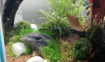 aquarium Crevetteland