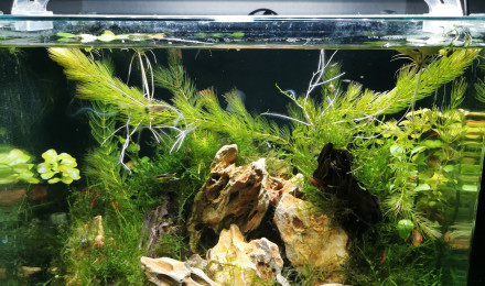 aquarium Little Jungle