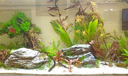aquarium 135ll