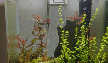 aquarium Aqua 15