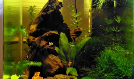 aquarium Nano 20