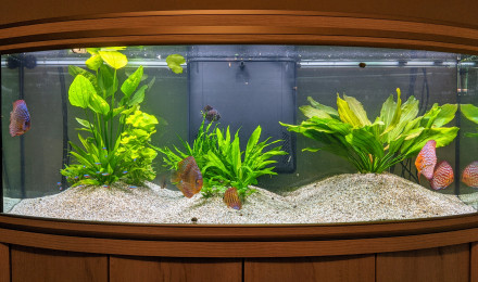 aquarium Discus paradise