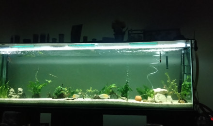 aquarium Paisible