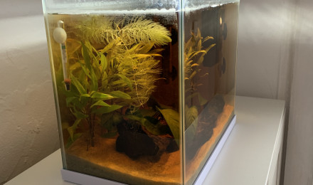 aquarium 20L Betta