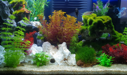aquarium Aquarium 60L