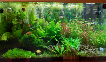 aquarium Communautaire 160L