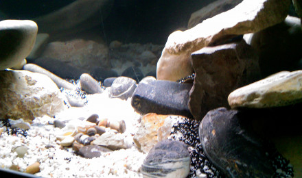 aquarium projet tanga