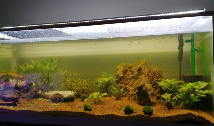 aquarium Crevettes betta