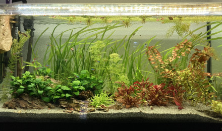 aquarium 06 2019 à 02 2021- Guppy - Red cherry - Caridina Japonica - Ancistrus
