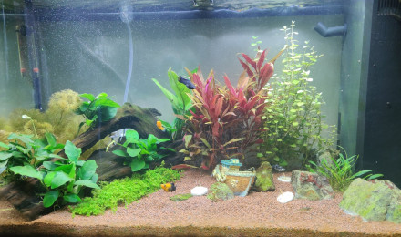 aquarium Mon 1er aquarium