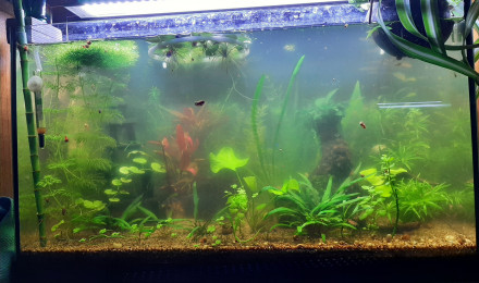 aquarium autonome