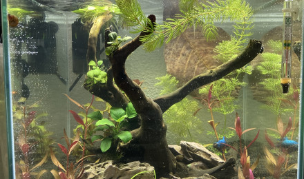 aquarium Betta Plakat Halfmoon