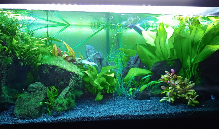 aquarium neons bleus crevettes