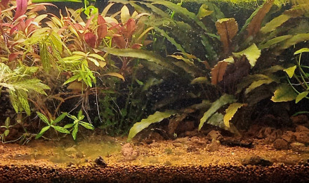 aquarium Bouboule le betta