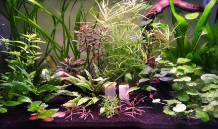 aquarium Pachy aqua