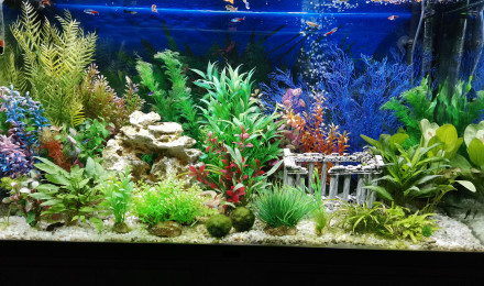 aquarium Ftc