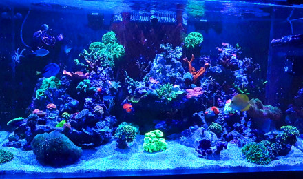 aquarium Aqua recifal