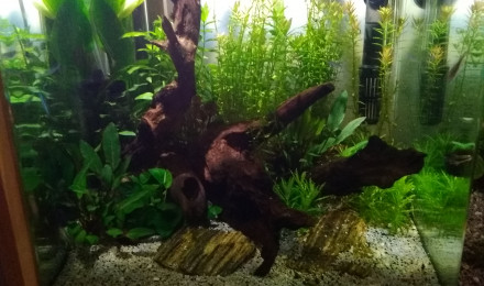 aquarium NanoCube40
