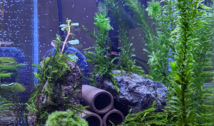 aquarium Bac 10 L