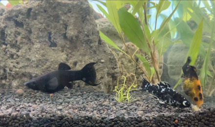 aquarium 200 litre mollys