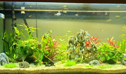 aquarium Juwel300l