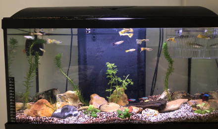 aquarium Le restaurant de morty