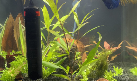 aquarium Bêta 30 litre