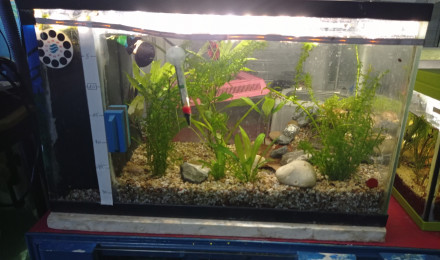 aquarium Bac quarantaine