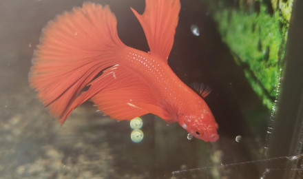 aquarium Etang du Siam