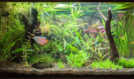 aquarium Sur la Route des Laves
