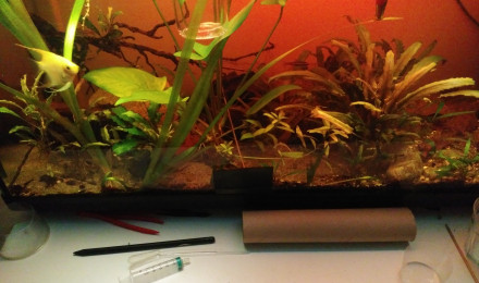 aquarium black water 100 L