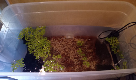 aquarium Bac Escargots