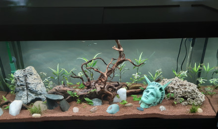 aquarium Biotope amazonien