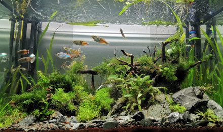 aquarium Osaka