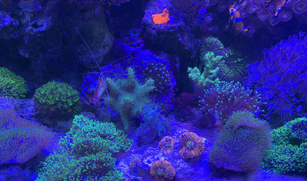 aquarium Osaka 155 Récifal