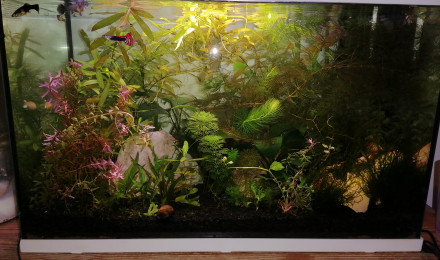 aquarium Bac 60l