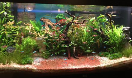 aquarium Communautaire