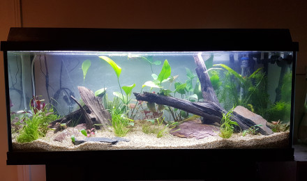 aquarium Amazonien 120l