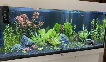 aquarium Juwel Rio 180L