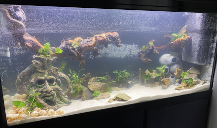 aquarium Le petit dernier pour cichlides du lac tanganyika