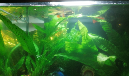 aquarium 1 er aquarium