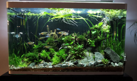 aquarium Osaka
