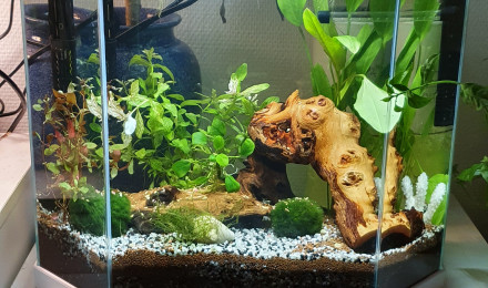 aquarium Bêta paradise