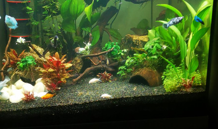 aquarium Linkoln