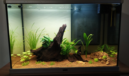 aquarium amazonia97