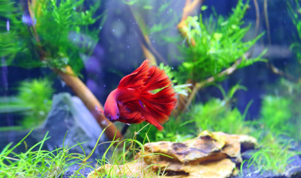 aquarium Nano 10