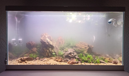 aquarium Coronaquascape.variant 2