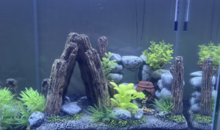 aquarium Aquarium à petit Paulo