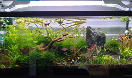 aquarium Au bonheur des crevettes