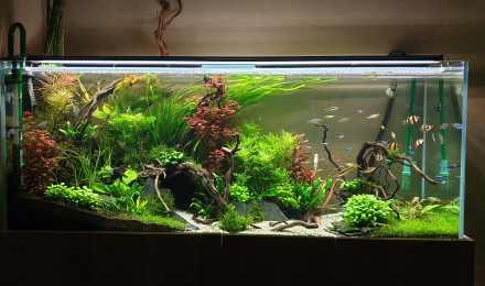 aquarium 1m50